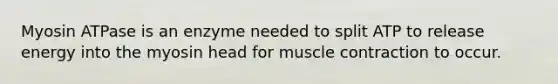 Myosin ATPase is an enzyme needed to split ATP to release energy into the myosin head for <a href='https://www.questionai.com/knowledge/k0LBwLeEer-muscle-contraction' class='anchor-knowledge'>muscle contraction</a> to occur.