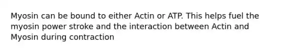 Myosin can be bound to either Actin or ATP. This helps fuel the myosin power stroke and the interaction between Actin and Myosin during contraction