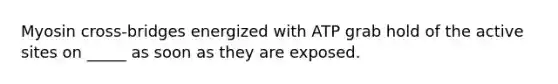 Myosin cross-bridges energized with ATP grab hold of the active sites on _____ as soon as they are exposed.
