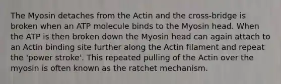 The Myosin detaches from the Actin and the cross-bridge is broken when an ATP molecule binds to the Myosin head. When the ATP is then broken down the Myosin head can again attach to an Actin binding site further along the Actin filament and repeat the 'power stroke'. This repeated pulling of the Actin over the myosin is often known as the ratchet mechanism.