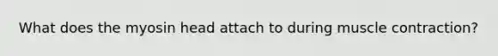 What does the myosin head attach to during muscle contraction?