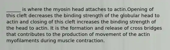 ______ is where the myosin head attaches to actin.Opening of this cleft decreases the binding strength of the globular head to actin and closing of this cleft increases the binding strength of the head to actin. It is the formation and release of cross bridges that contributes to the production of movement of the actin myofilaments during muscle contraction.