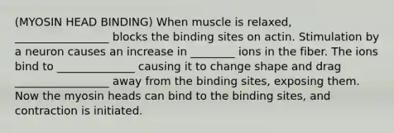 (MYOSIN HEAD BINDING) When muscle is relaxed, _________________ blocks the binding sites on actin. Stimulation by a neuron causes an increase in ________ ions in the fiber. The ions bind to ______________ causing it to change shape and drag _________________ away from the binding sites, exposing them. Now the myosin heads can bind to the binding sites, and contraction is initiated.