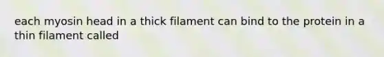 each myosin head in a thick filament can bind to the protein in a thin filament called