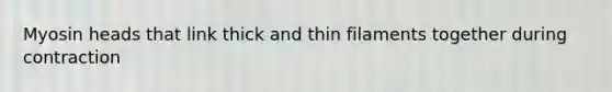 Myosin heads that link thick and thin filaments together during contraction