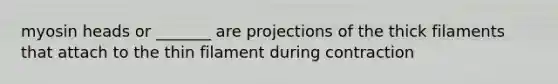 myosin heads or _______ are projections of the thick filaments that attach to the thin filament during contraction