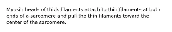 Myosin heads of thick filaments attach to thin filaments at both ends of a sarcomere and pull the thin filaments toward the center of the sarcomere.