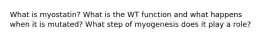 What is myostatin? What is the WT function and what happens when it is mutated? What step of myogenesis does it play a role?