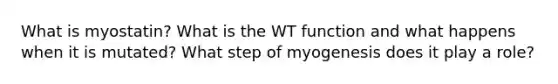 What is myostatin? What is the WT function and what happens when it is mutated? What step of myogenesis does it play a role?