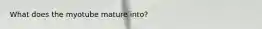 What does the myotube mature into?