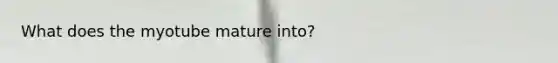 What does the myotube mature into?