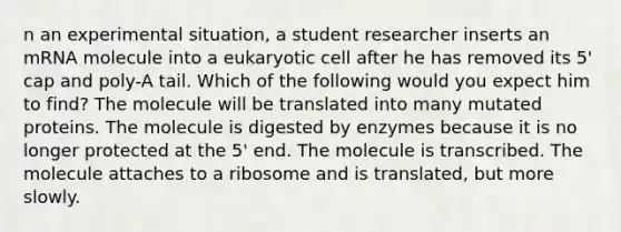 n an experimental situation, a student researcher inserts an mRNA molecule into a eukaryotic cell after he has removed its 5' cap and poly-A tail. Which of the following would you expect him to find? The molecule will be translated into many mutated proteins. The molecule is digested by enzymes because it is no longer protected at the 5' end. The molecule is transcribed. The molecule attaches to a ribosome and is translated, but more slowly.