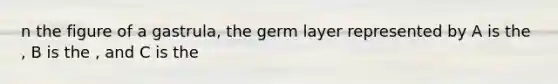 n the figure of a gastrula, the germ layer represented by A is the , B is the , and C is the