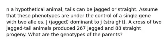 n a hypothetical animal, tails can be jagged or straight. Assume that these phenotypes are under the control of a single gene with two alleles, J (jagged) dominant to j (straight). A cross of two jagged-tail animals produced 267 jagged and 88 straight progeny. What are the genotypes of the parents?