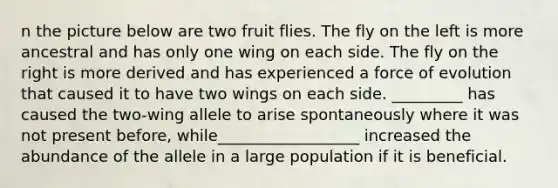 n the picture below are two fruit flies. The fly on the left is more ancestral and has only one wing on each side. The fly on the right is more derived and has experienced a force of evolution that caused it to have two wings on each side. _________ has caused the two-wing allele to arise spontaneously where it was not present before, while__________________ increased the abundance of the allele in a large population if it is beneficial.