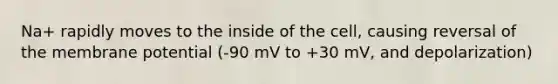 Na+ rapidly moves to the inside of the cell, causing reversal of the membrane potential (-90 mV to +30 mV, and depolarization)