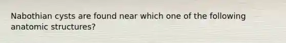 Nabothian cysts are found near which one of the following anatomic structures?