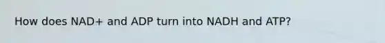 How does NAD+ and ADP turn into NADH and ATP?