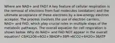 Where are NAD+ and FAD? A key feature of cellular respiration is the removal of electrons from fuel molecules (oxidation) and the ultimate acceptance of these electrons by a low-energy electron acceptor. The process involves the use of electron carriers, NAD+ and FAD, which play crucial roles in multiple steps of the metabolic pathways. The overall equation for cell respiration is shown below. Why do NAD+ and FAD NOT appear in the overall equation? C6H12O6+6O2+38ADP+38Pi→6CO2+6H2O+38ATP