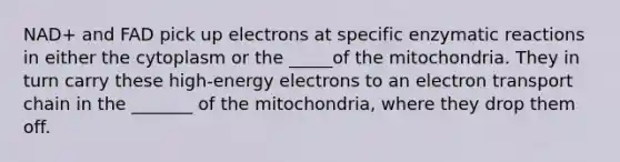 NAD+ and FAD pick up electrons at specific enzymatic reactions in either the cytoplasm or the _____of the mitochondria. They in turn carry these high-energy electrons to an electron transport chain in the _______ of the mitochondria, where they drop them off.