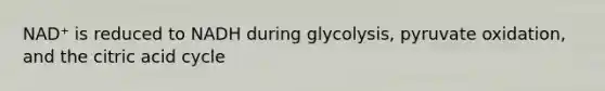 NAD⁺ is reduced to NADH during glycolysis, pyruvate oxidation, and the citric acid cycle