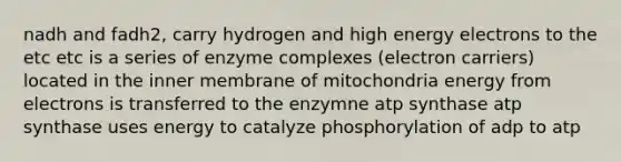 nadh and fadh2, carry hydrogen and high energy electrons to the etc etc is a series of enzyme complexes (electron carriers) located in the inner membrane of mitochondria energy from electrons is transferred to the enzymne atp synthase atp synthase uses energy to catalyze phosphorylation of adp to atp