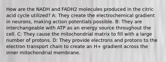 How are the NADH and FADH2 molecules produced in the citric acid cycle utilized? A: They create the electrochemical gradient in neurons, making action potentials possible. B: They are interchangeable with ATP as an energy source throughout the cell. C: They cause the mitochondrial matrix to fill with a large number of protons. D: They provide electrons and protons to the electron transport chain to create an H+ gradient across the inner mitochondrial membrane.