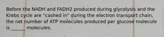 Before the NADH and FADH2 produced during glycolysis and the Krebs cycle are "cashed in" during the electron transport chain, the net number of ATP molecules produced per glucose molecule is ______ molecules.