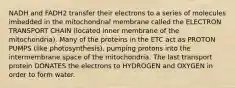 NADH and FADH2 transfer their electrons to a series of molecules imbedded in the mitochondrial membrane called the ELECTRON TRANSPORT CHAIN (located inner membrane of the mitochondria). Many of the proteins in the ETC act as PROTON PUMPS (like photosynthesis), pumping protons into the intermembrane space of the mitochondria. The last transport protein DONATES the electrons to HYDROGEN and OXYGEN in order to form water.