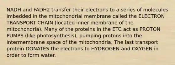 NADH and FADH2 transfer their electrons to a series of molecules imbedded in the mitochondrial membrane called <a href='https://www.questionai.com/knowledge/k57oGBr0HP-the-electron-transport-chain' class='anchor-knowledge'>the electron transport chain</a> (located inner membrane of the mitochondria). Many of the proteins in the ETC act as PROTON PUMPS (like photosynthesis), pumping protons into the intermembrane space of the mitochondria. The last transport protein DONATES the electrons to HYDROGEN and OXYGEN in order to form water.