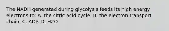 The NADH generated during glycolysis feeds its high energy electrons to: A. the citric acid cycle. B. the electron transport chain. C. ADP. D. H2O