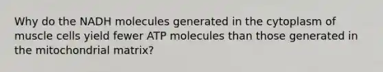 Why do the NADH molecules generated in the cytoplasm of muscle cells yield fewer ATP molecules than those generated in the mitochondrial matrix?