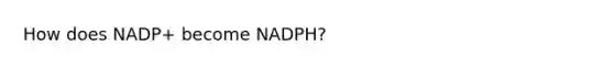 How does NADP+ become NADPH?