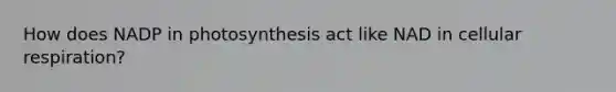 How does NADP in photosynthesis act like NAD in cellular respiration?