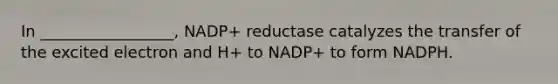 In _________________, NADP+ reductase catalyzes the transfer of the excited electron and H+ to NADP+ to form NADPH.