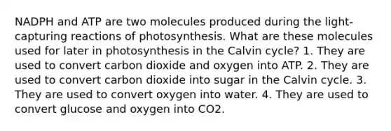 NADPH and ATP are two molecules produced during the light-capturing reactions of photosynthesis. What are these molecules used for later in photosynthesis in the Calvin cycle? 1. They are used to convert carbon dioxide and oxygen into ATP. 2. They are used to convert carbon dioxide into sugar in the Calvin cycle. 3. They are used to convert oxygen into water. 4. They are used to convert glucose and oxygen into CO2.