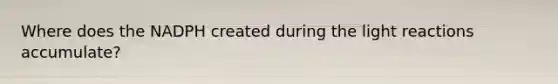 Where does the NADPH created during the light reactions accumulate?