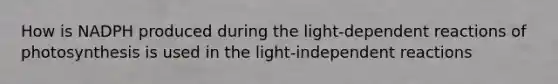 How is NADPH produced during the light-dependent reactions of photosynthesis is used in the light-independent reactions