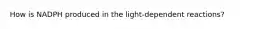 How is NADPH produced in the light-dependent reactions?