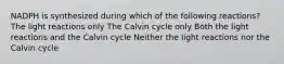 NADPH is synthesized during which of the following reactions? The light reactions only The Calvin cycle only Both the light reactions and the Calvin cycle Neither the light reactions nor the Calvin cycle