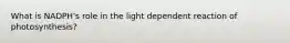 What is NADPH's role in the light dependent reaction of photosynthesis?