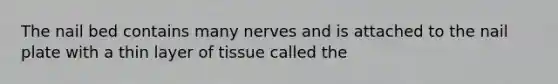 The nail bed contains many nerves and is attached to the nail plate with a thin layer of tissue called the