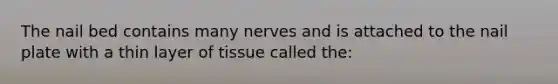 The nail bed contains many nerves and is attached to the nail plate with a thin layer of tissue called the: