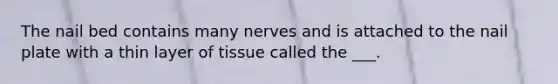The nail bed contains many nerves and is attached to the nail plate with a thin layer of tissue called the ___.