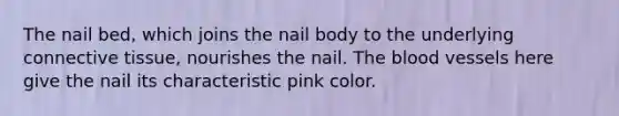 The nail bed, which joins the nail body to the underlying connective tissue, nourishes the nail. The blood vessels here give the nail its characteristic pink color.