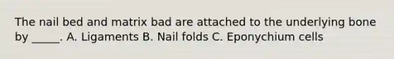 The nail bed and matrix bad are attached to the underlying bone by _____. A. Ligaments B. Nail folds C. Eponychium cells