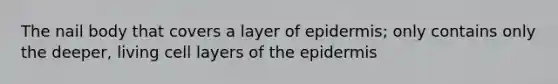 The nail body that covers a layer of epidermis; only contains only the deeper, living cell layers of the epidermis