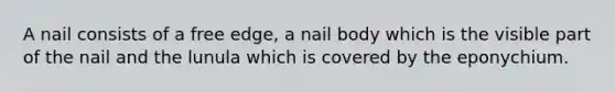 A nail consists of a free edge, a nail body which is the visible part of the nail and the lunula which is covered by the eponychium.