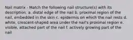 Nail matrix - Match the following nail structure(s) with its description. a. distal edge of the nail b. proximal region of the nail, embedded in the skin c. epidermis on which the nail rests d. white, crescent-shaped area under the nail's proximal region e. visible, attached part of the nail f. actively growing part of the nail