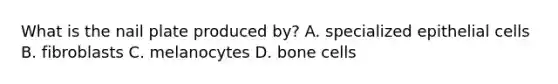 What is the nail plate produced by? A. specialized epithelial cells B. fibroblasts C. melanocytes D. bone cells